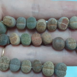 Combo thạch lan lithops 10 cây 100k size 0.8 - 1.2cm