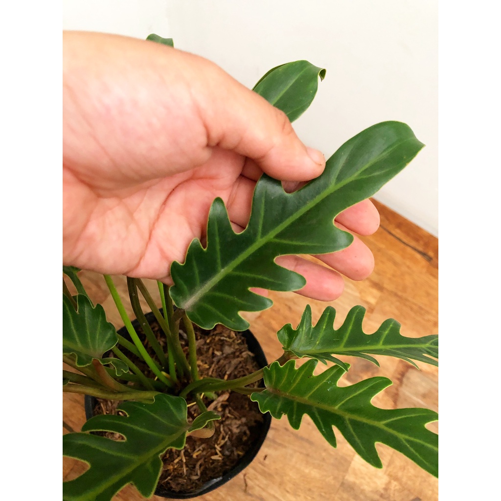 Trầu bà chân vịt philodendron xanadu, cây phong thủy trồng trong nhà, trang trí nội thất văn phòng, lọc không khí