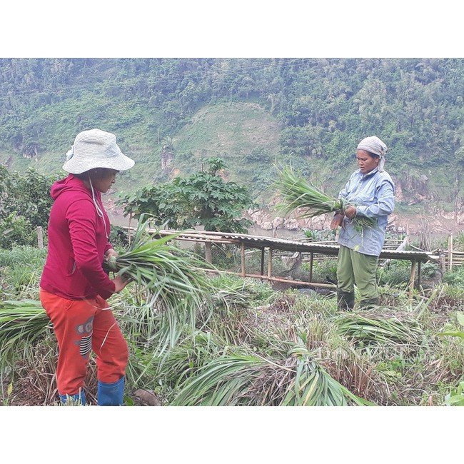 Tinh dầu sả chanh  Phước Quảng