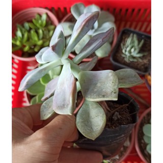 Sen đá dĩa hồng (Graptopetalum ‘Superbum’) và hồng mập (Đọc mô tả)