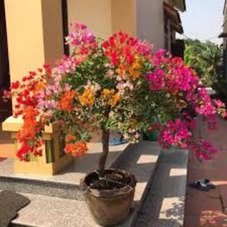 Cây giấy ngũ sắc....hot