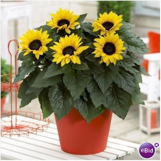 HẠT GIỐNG HOA HƯỚNG DƯƠNG LÙN