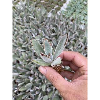 Sen đá vỉ Nhung Viền Đen🌵🌵🌵