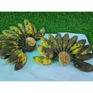 Chuối sáp miền tây, Chuối sáp luộc sẵn