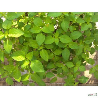 Gói 2g hạt giống kinh giới Luckyy.