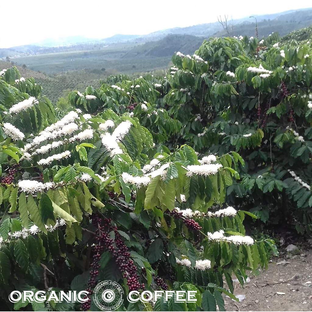 Cà phê hữu cơ ĐÀ LẠT 55 - Robusta 100% 250 gram Organic Cafe