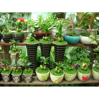 HẠT GIỐNG CỎ MAY MẮN - 500 Hạt/ gói