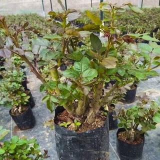 GỐC HOA HỒNG