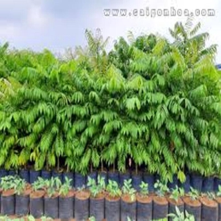 Cây giống sấu ghép. Cây giống chuẩn F1 sai quả cho năng suất cao + Tặng 02 cây nhót ngọt