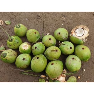 Búa đục dừa