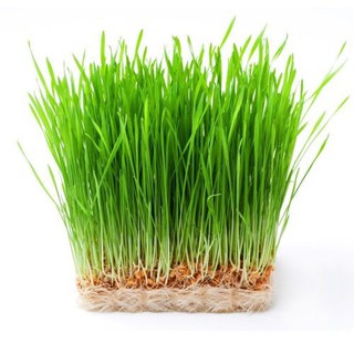 1kg hạt giống cỏ lúa mì cho chó mèo- thỏ - bọ ú - guinea pig