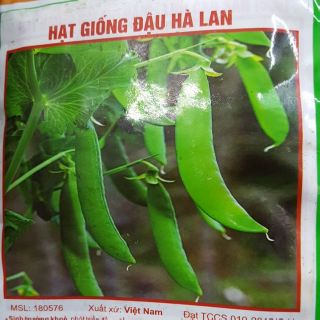 Hạt giống đậu Hà Lan