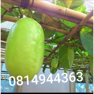 Hạt giống dưa gang tây,100 hạt