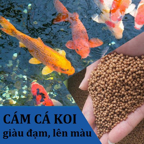 Cám cá Koi - thức ăn cho cá koi, cá cảnh giàu đạm, không đục nước, túi zip 1kg