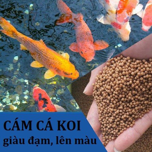 Thức ăn cho cá giàu đạm tăng màu, cám cá koi cá cảnh dạng viên tổng hợp không đục nước