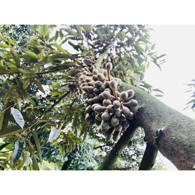 Phân Bón NPK 15-30-15+ TE  - Nhập Khẩu Châu Âu