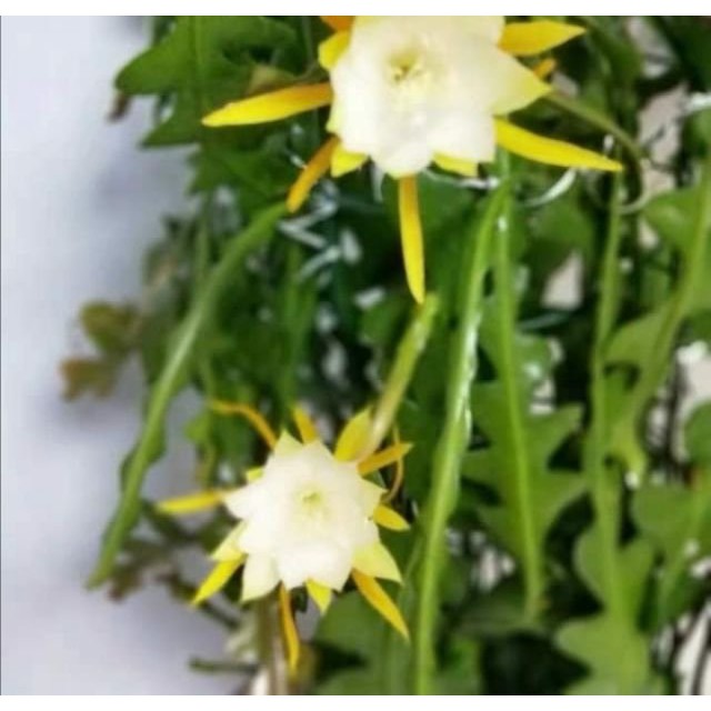 CÂY GIỐNG HOA NHẬT QUỲNH XƯƠNG CÁ