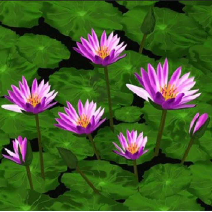Hạt giống hoa súng Thái