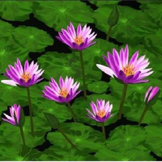 Hạt giống hoa súng Thái