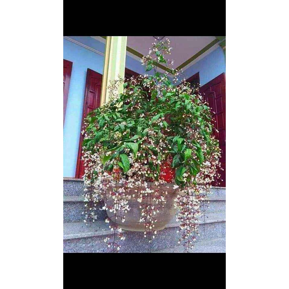 CÂY HOA DẠ NGỌC MINH CHÂU