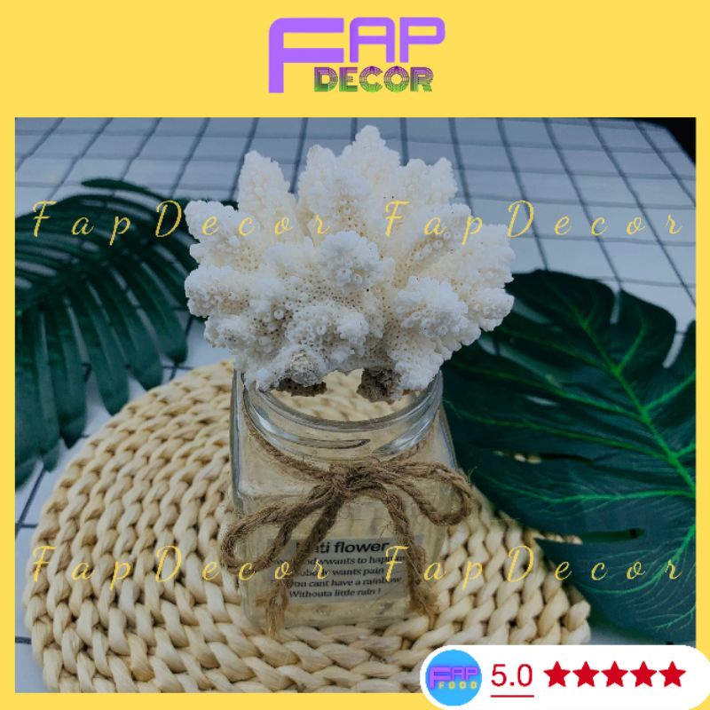 Bộng Rạn San Hô Mini Nhánh Lùn Dể Thương Trang Trí Hồ Thủy Sinh, Decor Phòng Để Bàn Làm Việc - FapFood