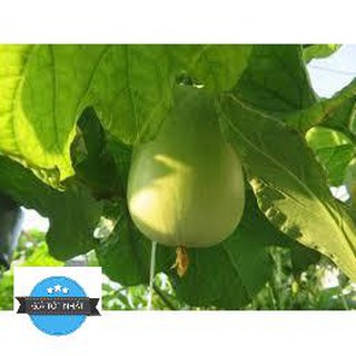 5 Hạt Giống Bầu Tròn