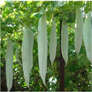 Đặc biệt Hạt giống Khổ qua Tây chất lượng