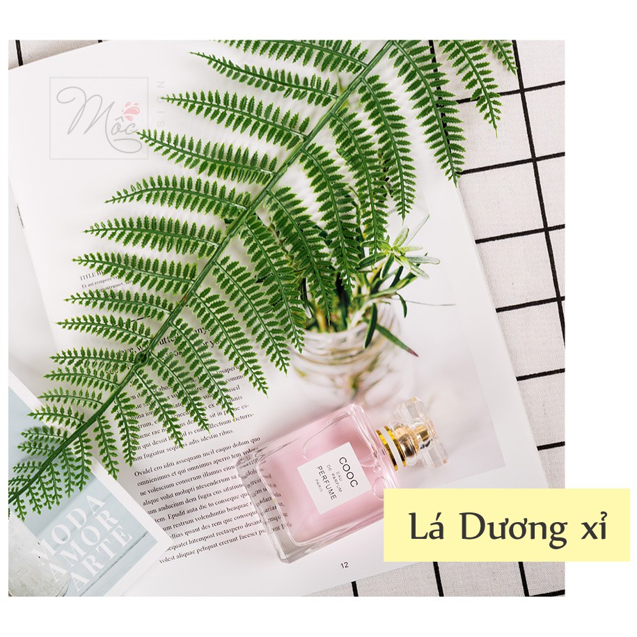 Lá Dương xỉ - PHỤ KIỆN CHỤP ẢNH SP