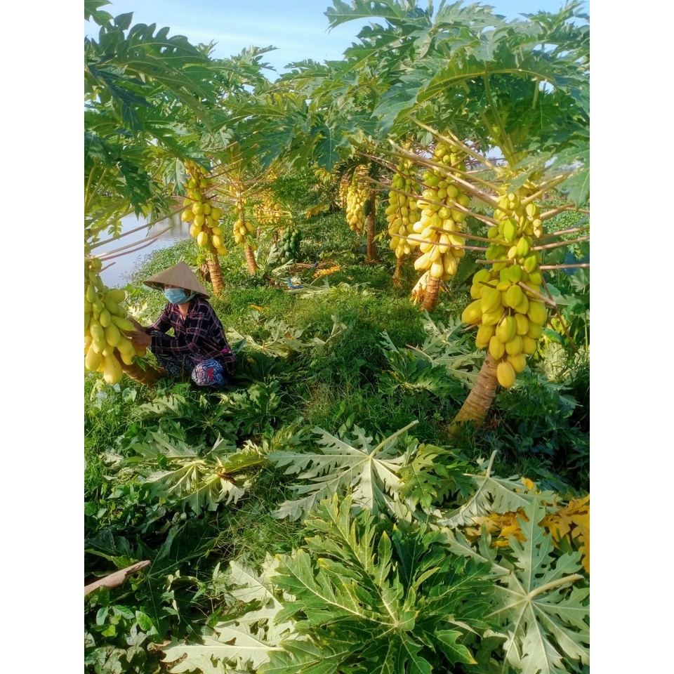 Combo 5  hạt giống đu đủ da vàng chưng Tết_ tháng 4 âm lịch gieo, tháng chạp bán