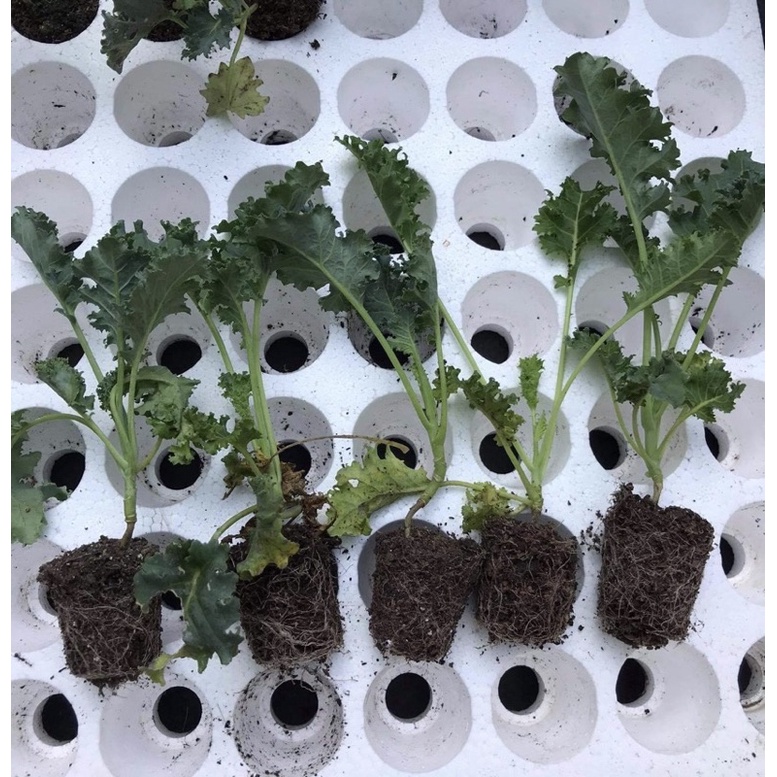 Cây giống cải xoăn kale