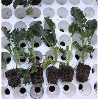 Cây giống cải xoăn kale