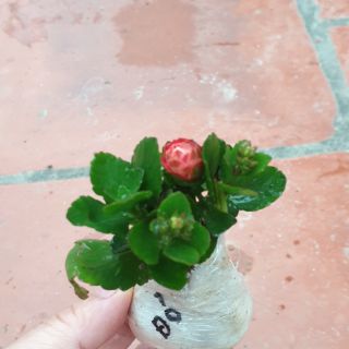 Cây giống / cành giống sống đời cánh kép