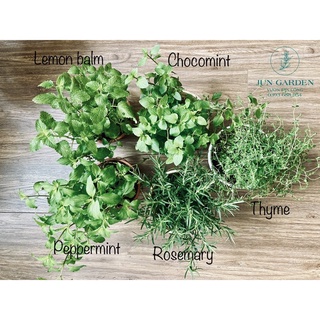 Các combo cây gia vị âu, thơm thảo và thảo mộc, kèm hướng dẫn chăm cây - jun garden