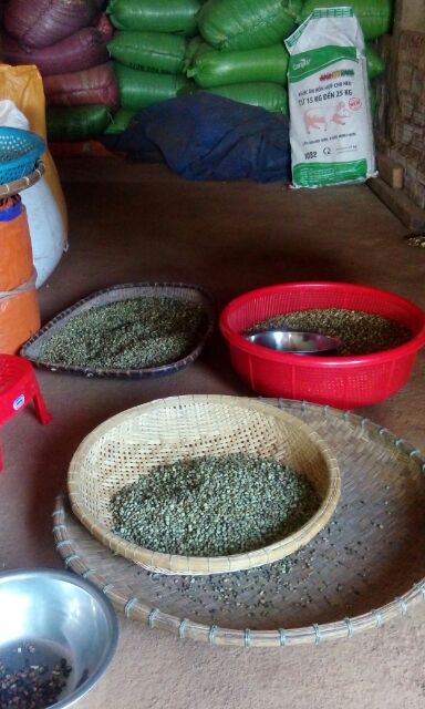 CAFE MIKA HẠT RANG MỘC ROBUSTA CHỈ CÓ 1 MÌNH CAFE rẻ nhất Đak Lak