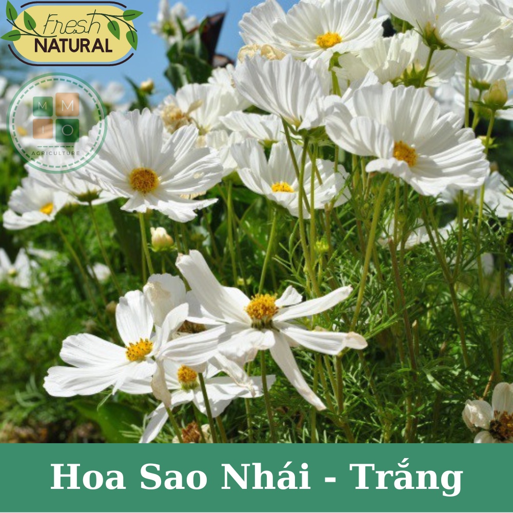 Hạt giống hoa sao nhái trắng cánh to - Siêu dễ trồng, hoa nở bốn mùa