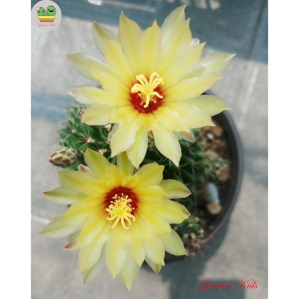 Xương rồng hoa vàng