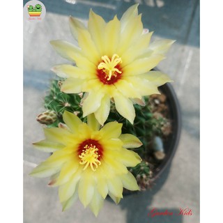 Xương rồng hoa vàng