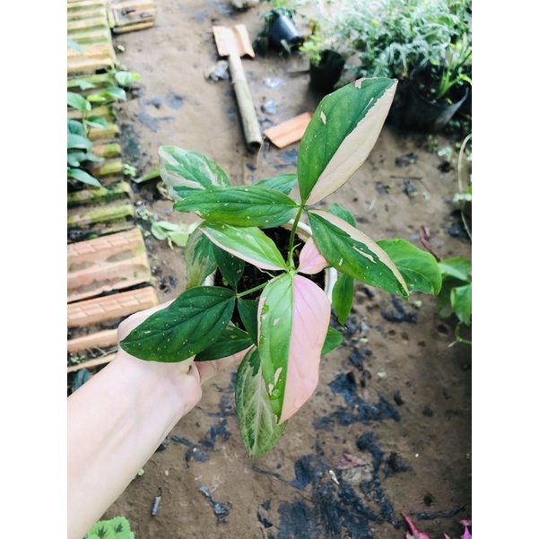 🍓Syngonium Pink Splash 🍓
