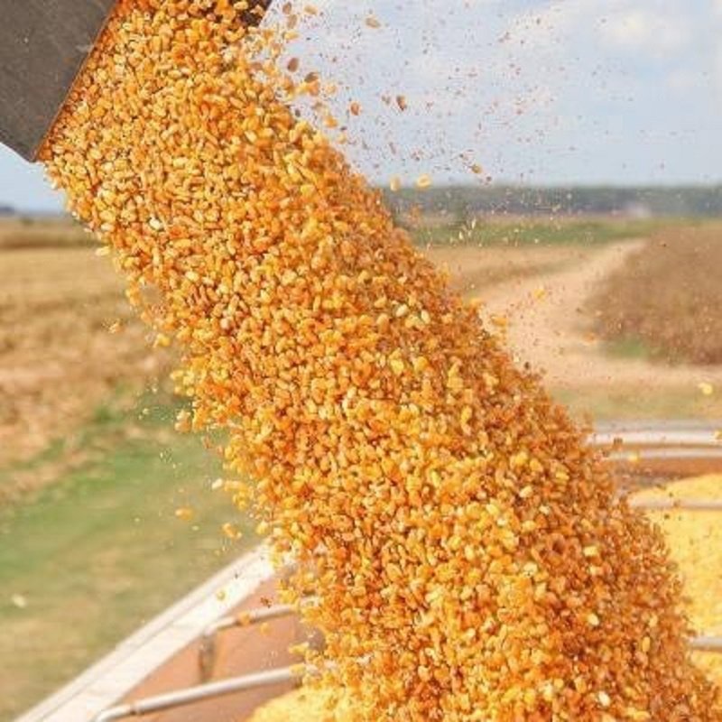 Bắp hạt khô - Ngô hạt cho hamster, chim, gà gói 200gr