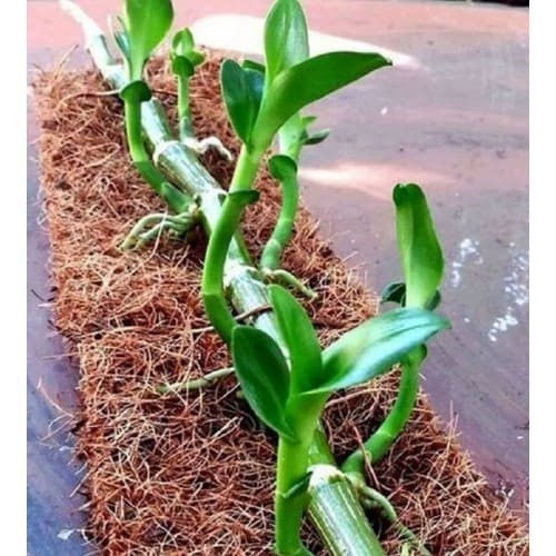 Thảm xơ dừa ép KT 50x50cmx0.8, giá thể giữ ẩm cho cây trồng