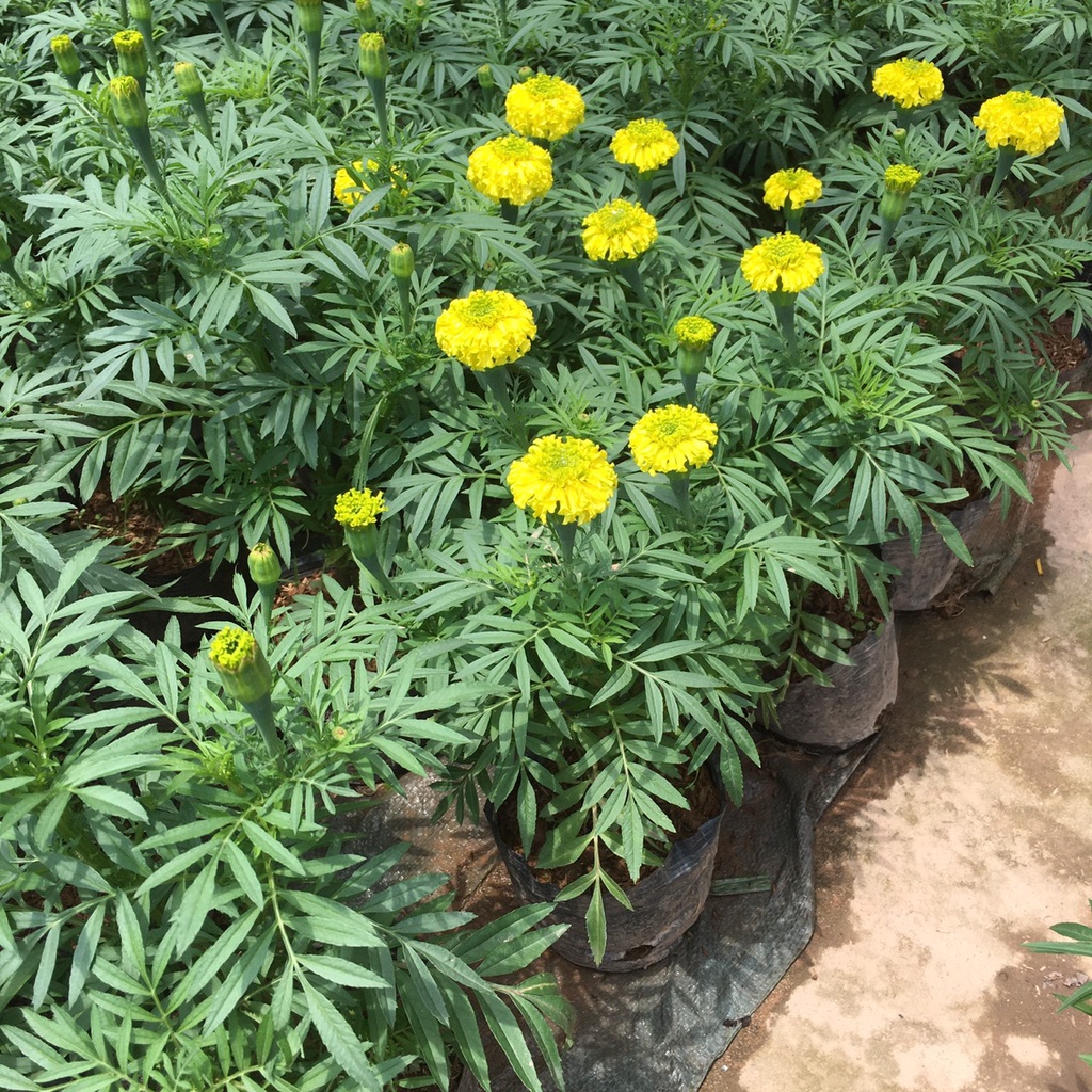Cây Hoa Cúc Vạn Thọ Vàng,Thơm Dịu Nhẹ,Hoa Bền