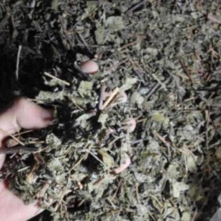 Trà dây - Chè dây Cao Bằng - Được Y học cổ truyền trung ương khuyên dùng . TDTB