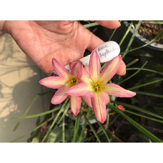 Huệ mưa ngoại Rose perfection -Hồng sọc vàng cánh dài