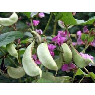 Hạt Giống Đậu Ván Xanh - Gói 5 hạt