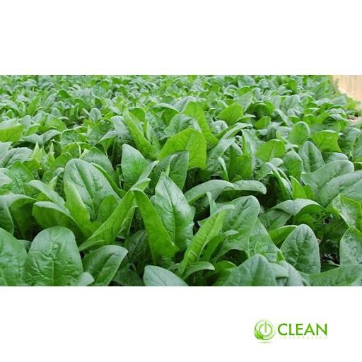 Gói 20 Gam Hạt Giống Cải Bó Xôi Chịu Nhiệt F1