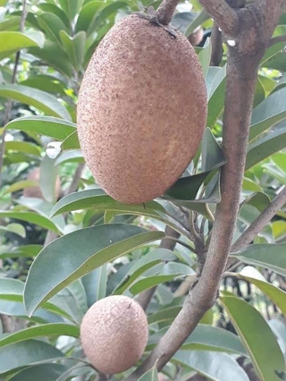 Cây Gióng Hồng Xiêm Xoài quả to