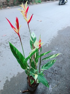 Chuối Mỏ Két Size Lớn