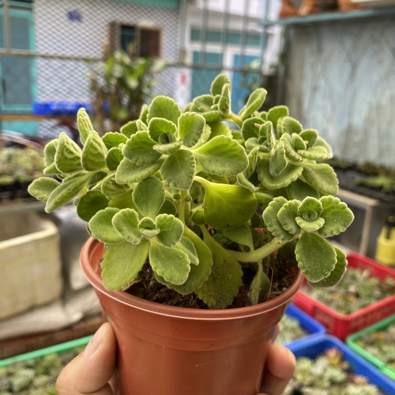 SEN ĐÁ THƠM CHẬU TO 10cm