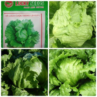 Kho buôn COMBO 2 gói hạt giống xà lách cuộn trắng TẶNG 1 phân bón