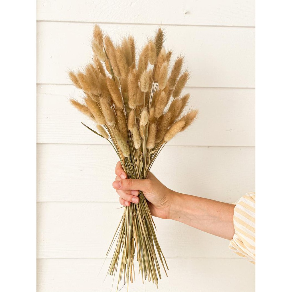 5 hoa đuôi thỏ decor giá mềm- có nhiều màu dùng decor trang trí